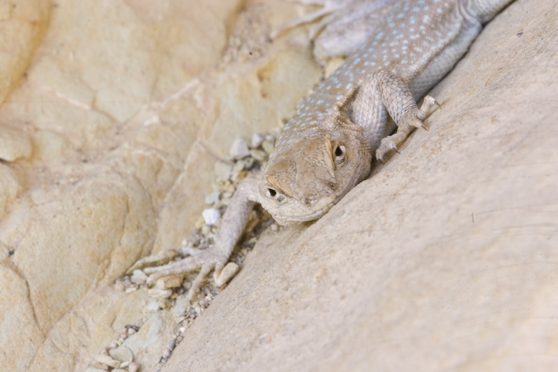 Great Basin Fence Lizard